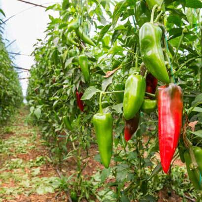 Greenhouse_gardening_how_to_grow_Peppers-5