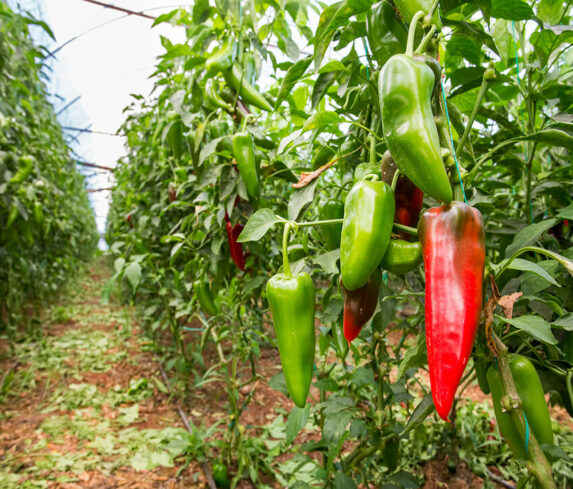 Greenhouse_gardening_how_to_grow_Peppers-5