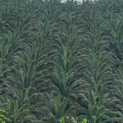 crop