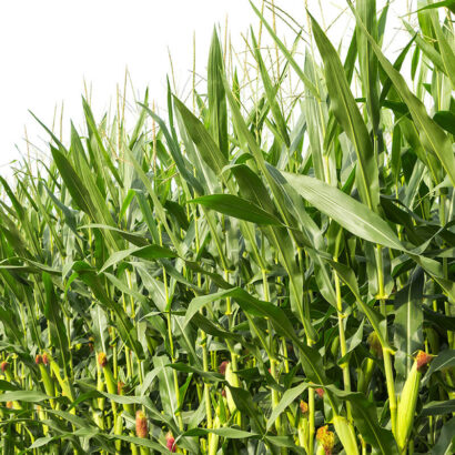 farm-investment-own-a-farm-corn-farm-4