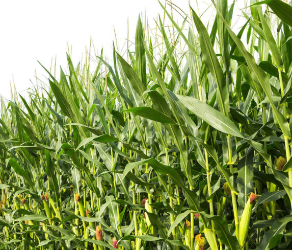 farm-investment-own-a-farm-corn-farm-4